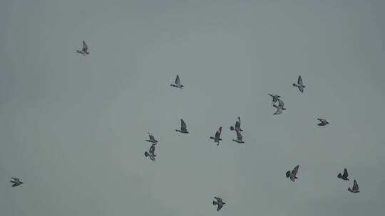 天空鸽子视频素材模板下载