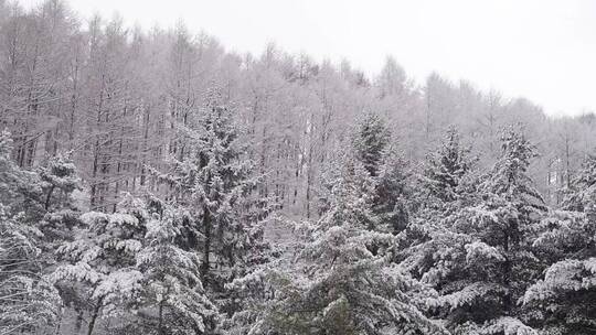 漫天飞雪大雪封山