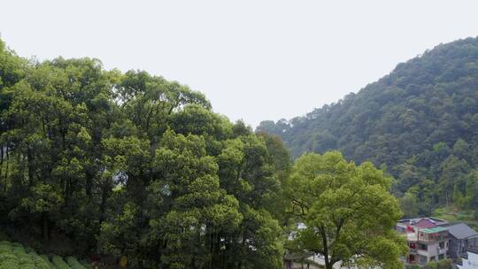 浙江杭州西湖龙井一级产地梅家坞航拍