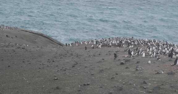 企鹅，鸟，海，海洋