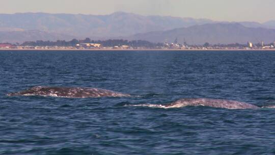 两头鲸鱼冲破水面视频素材模板下载