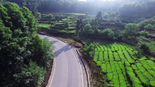 森林中公路边的绿色茶地