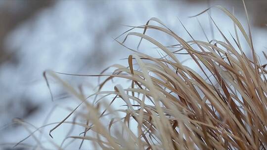 雪地中随风摇曳的枯草叶