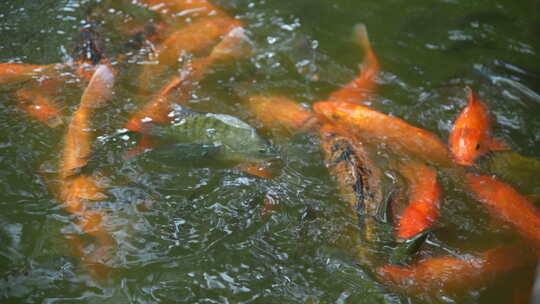 红鲤鱼锦鲤鲤鱼鱼池