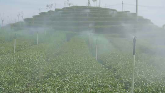 茶园 茶山 茶文化 绿茶 茶叶