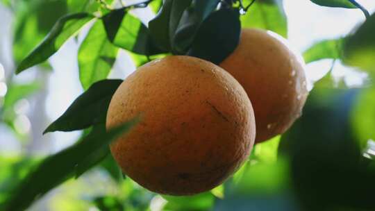 广西沃柑橘子实拍