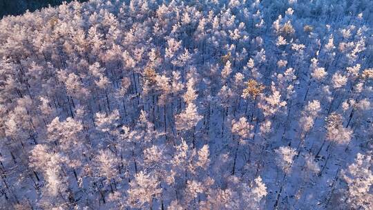 林海雪原 唯美高山雾凇视频素材模板下载