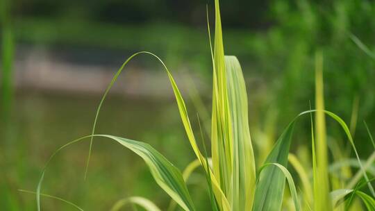 4K植物素材——芦苇