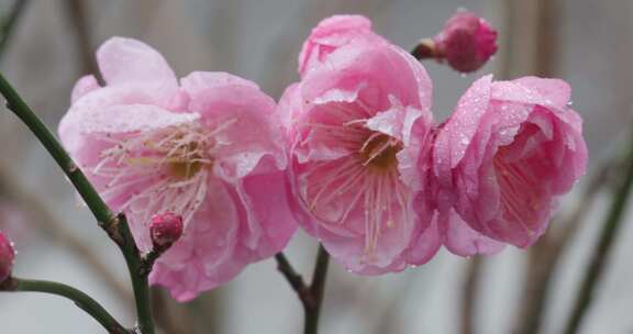 红墙背景下的粉色梅花