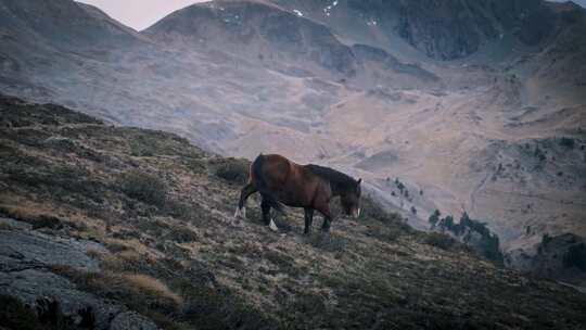 川藏高原山峰山坡上吃草的马户外野马
