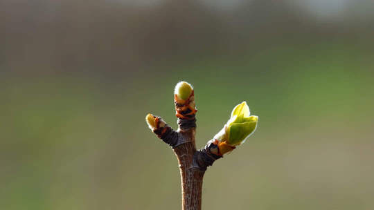 嫩芽生长过程延时摄影