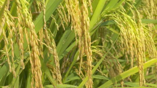 水稻粮食庄稼五常大米丰收