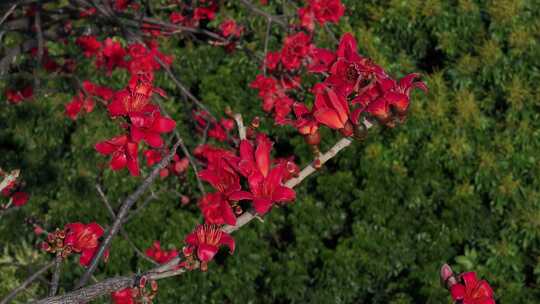 盛开的红色木棉花特写