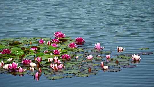 夏天池塘里盛开的睡莲在水流下摇动