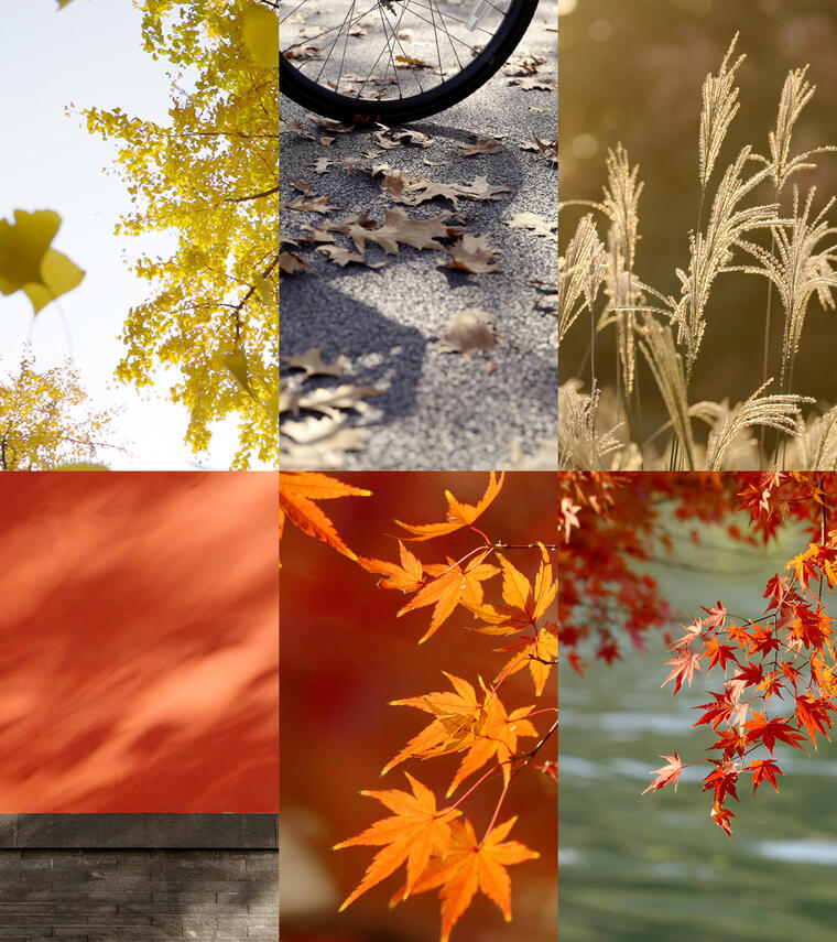 【竖屏】秋天唯美空镜头银杏枫叶红枫落叶