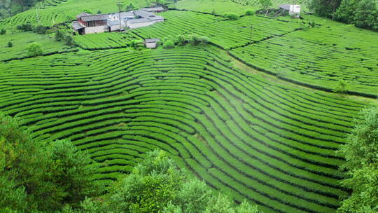 雨后的茶山