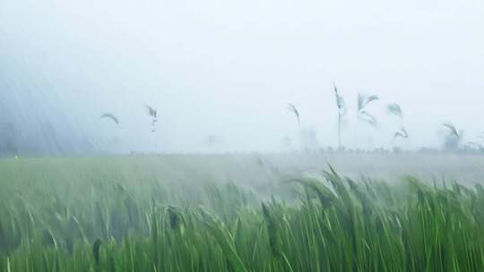 大雨和强风席卷稻田