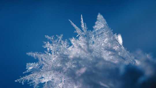 冬天雾凇雪花