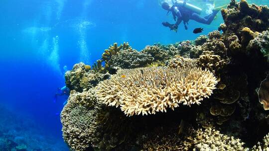 海底世界 珊瑚礁