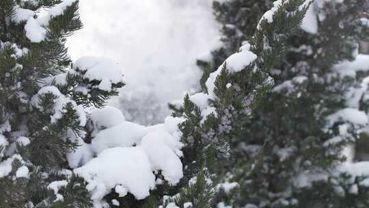 冬天下雪唯美雪景松树枝头被雪覆盖