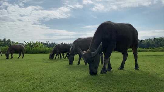 东南亚农场动物——在草地上吃角卡拉保