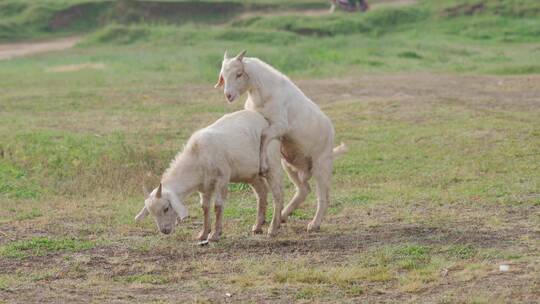 草原上的山羊交配