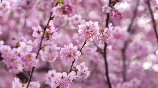 武汉东湖樱花园粉色樱花技头特写汇总2视频素材模板下载