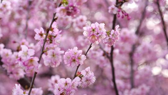 武汉东湖樱花园粉色樱花技头特写汇总2