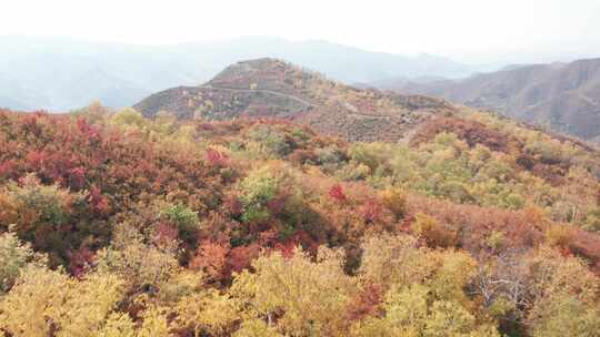 内蒙古乌兰察布林胡古塞金色秋景美景航拍