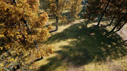 晴天下的金色秋天树林全景