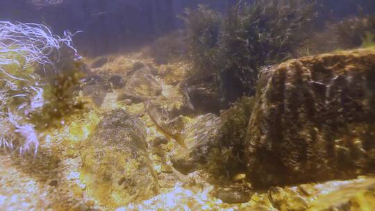 金鳟鱼在水下游泳