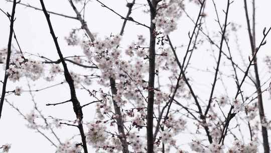 春天阳光下的樱花花朵