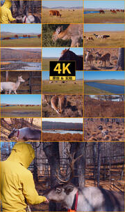 内蒙古秋季动物生态自然风光文旅宣传长合集高清在线视频素材下载