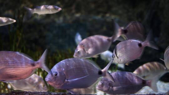 海底海洋生物