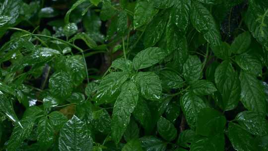 雨景雨季绿植雨滴