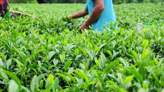 （合集有版权）清明茶茶园茶山茶叶