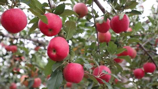 鲜美营养农家苹果园景色实拍背景视频