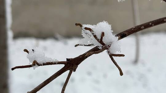 冬天的白雪视频