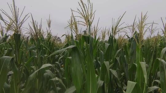 夏日雨中长满苞谷的玉米地