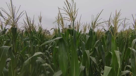 夏日雨中长满苞谷的玉米地视频素材模板下载