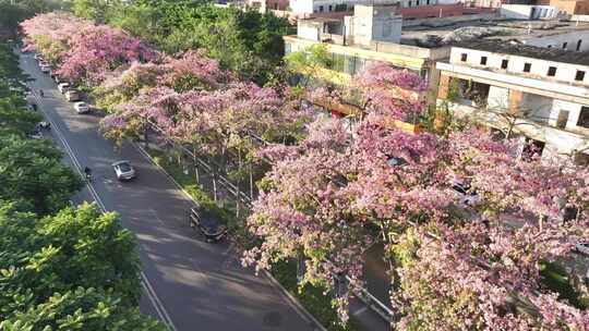 中国广东省广州市荔湾区坦尾美丽异木棉