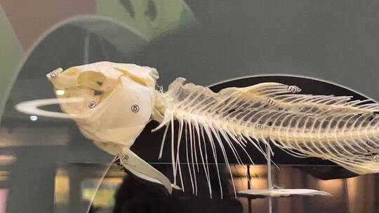 水生物动物骨骼标本视频素材模板下载
