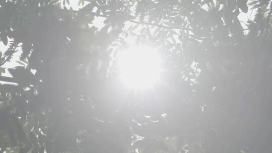 夏天的枫杨逆光阳光LOG视频素材模板下载