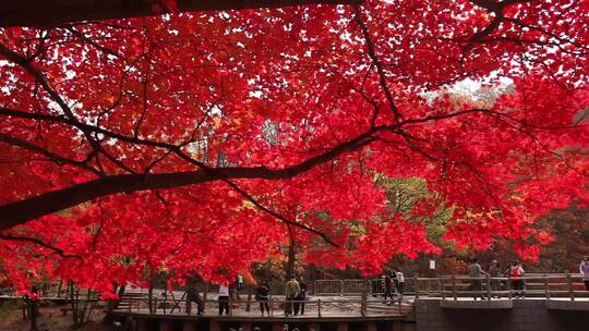 枫叶秋季风景视频素材模板下载