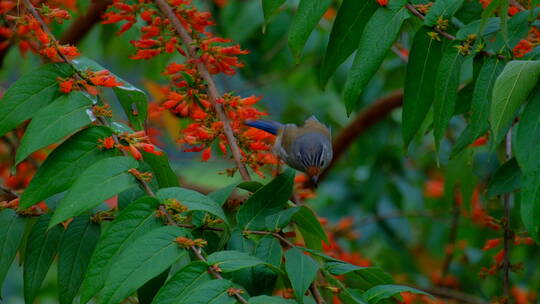 蓝翅希鹛 小鸟停在树枝上 采花 吃花蜜