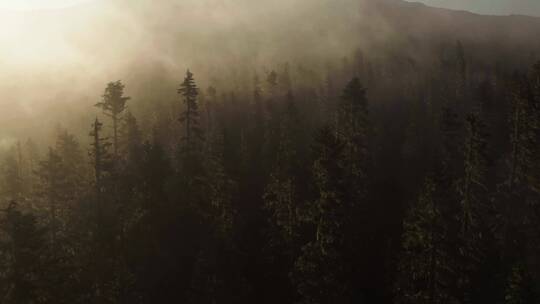 被雾气笼罩的森林视频素材模板下载