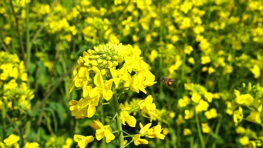 油菜花 蜜蜂采蜜