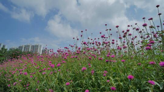 花卉公园马鞭草丛林秘境