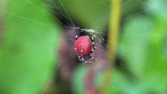 蜘蛛网上的红蜘蛛