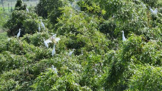 大群白鹭栖息航拍特写乡村振兴农村生态竹林